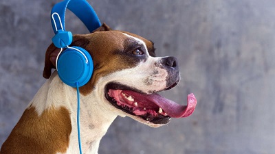 Dogs Have Music Preferences But Most Like To Chill With Reggae